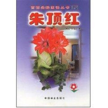 朱頂紅 朱頂紅