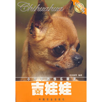 吉娃娃 吉娃娃
