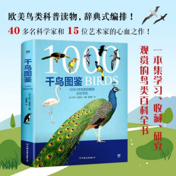 千鳥圖鑒 千鳥圖鑒
