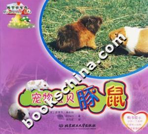 寵物寶貝豚鼠 寵物寶貝豚鼠