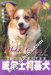 威爾士柯基犬 威爾士柯基犬
